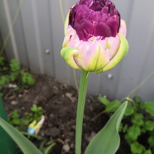 превью изображения отзыва