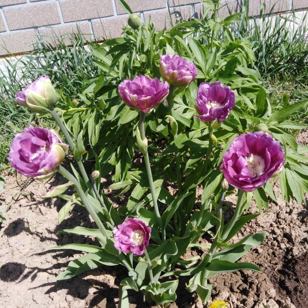 превью изображения отзыва