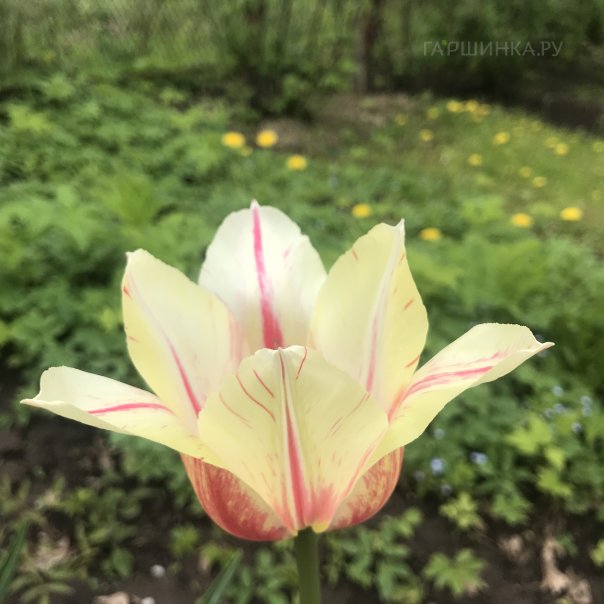 превью изображения отзыва