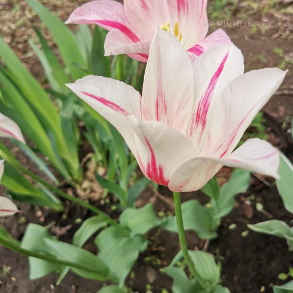 превью изображения отзыва