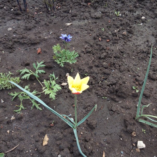 превью изображения отзыва