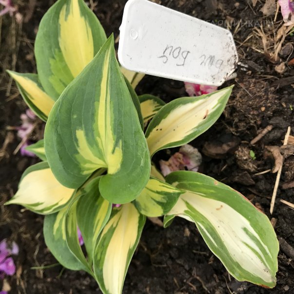 превью изображения отзыва