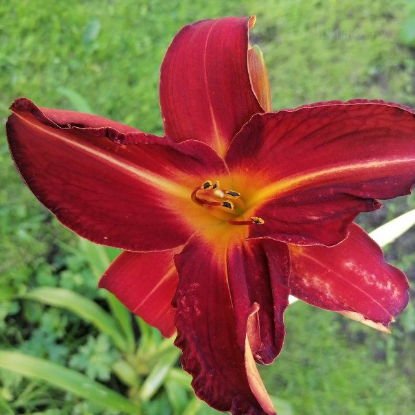 превью изображения отзыва