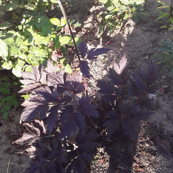 превью изображения отзыва