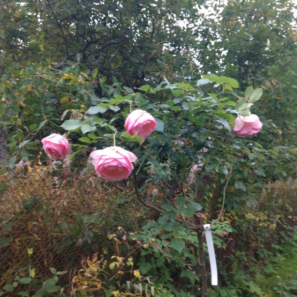 превью изображения отзыва