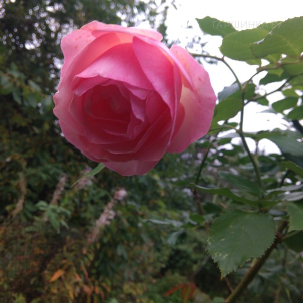 превью изображения отзыва