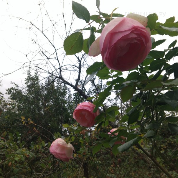 превью изображения отзыва