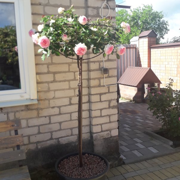 превью изображения отзыва