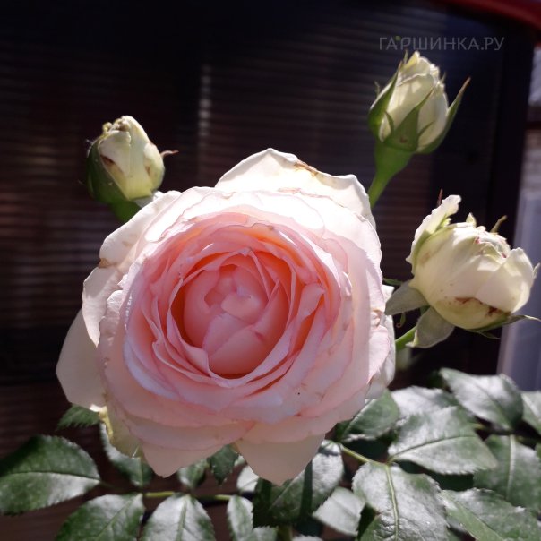 превью изображения отзыва