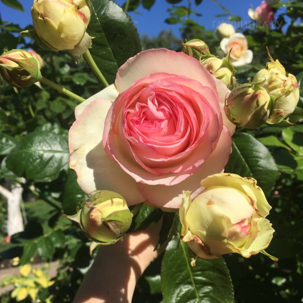 превью изображения отзыва