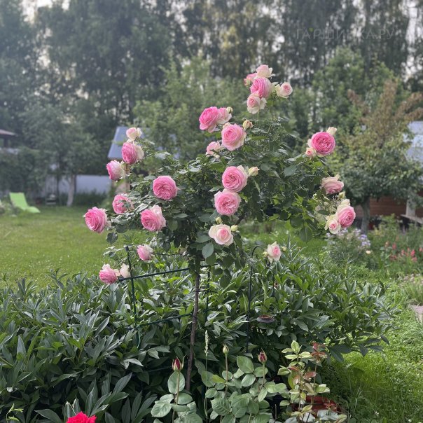 превью изображения отзыва