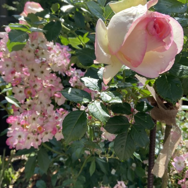 превью изображения отзыва