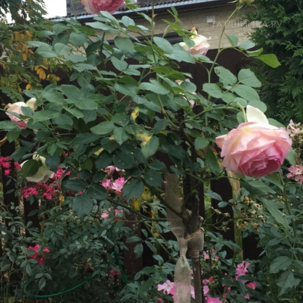 превью изображения отзыва