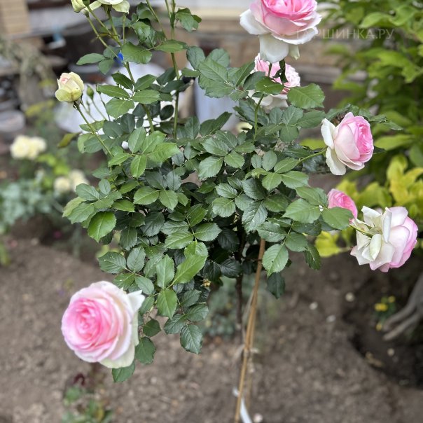 превью изображения отзыва