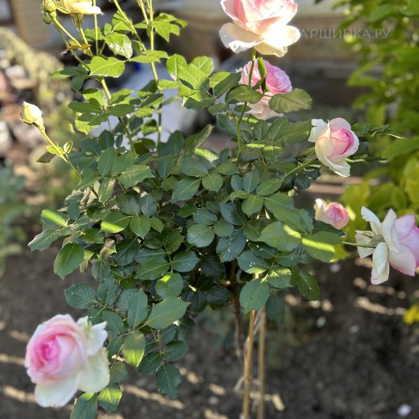 превью изображения отзыва