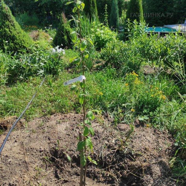 превью изображения отзыва