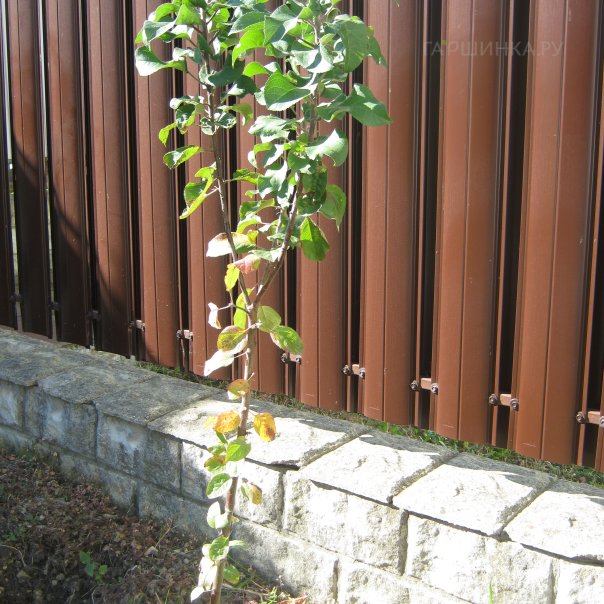 превью изображения отзыва