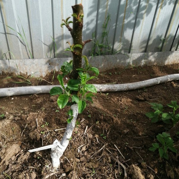 превью изображения отзыва