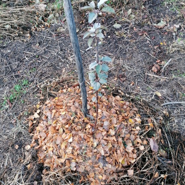 превью изображения отзыва