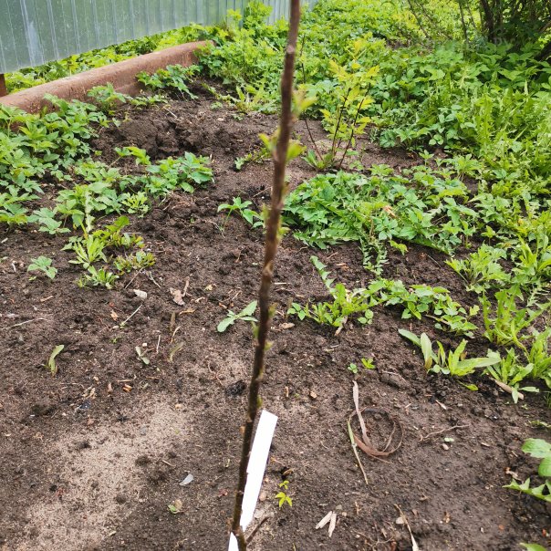 превью изображения отзыва