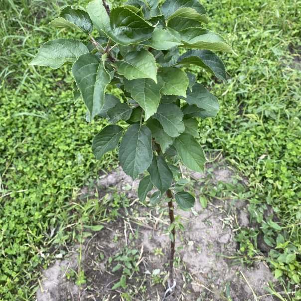 превью изображения отзыва