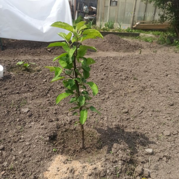 превью изображения отзыва