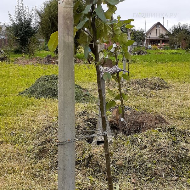 превью изображения отзыва