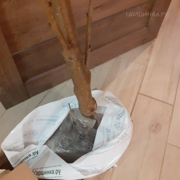 превью изображения отзыва