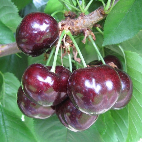 превью изображения отзыва