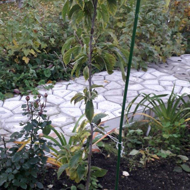 превью изображения отзыва