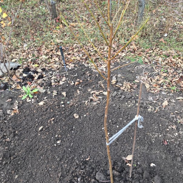 превью изображения отзыва