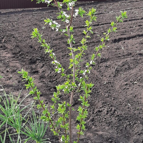 превью изображения отзыва