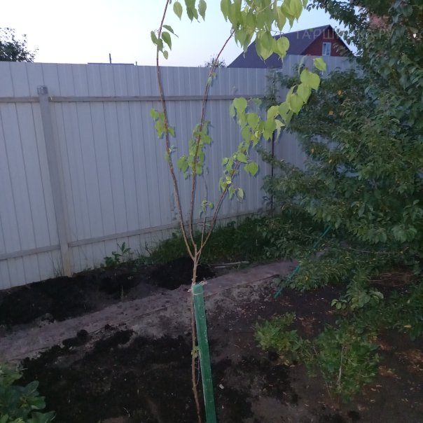 превью изображения отзыва