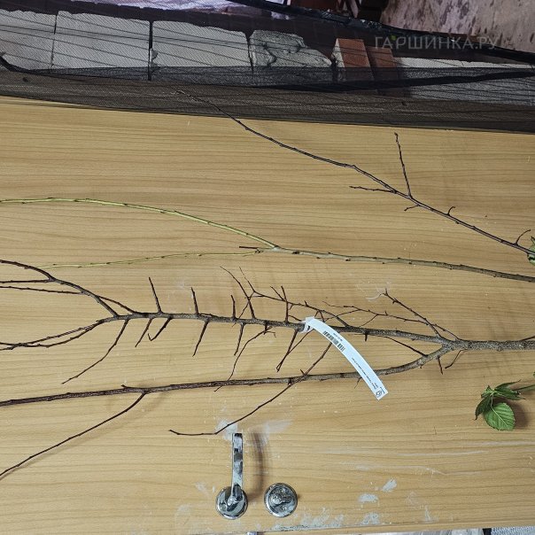 превью изображения отзыва