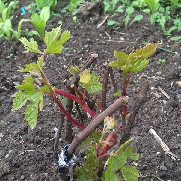 превью изображения отзыва