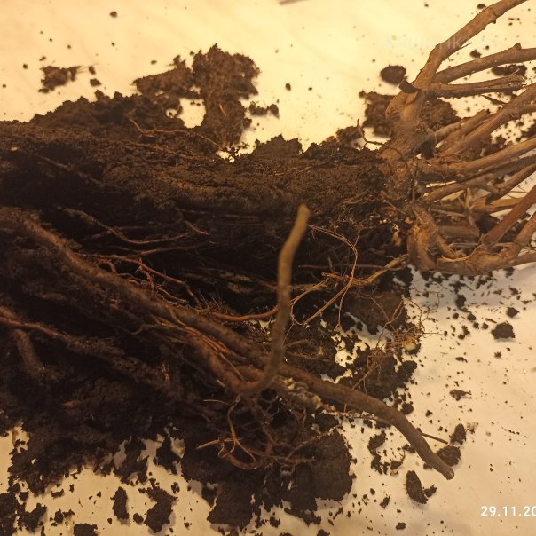 превью изображения отзыва