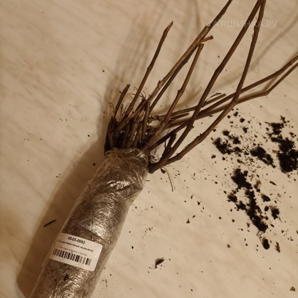 превью изображения отзыва