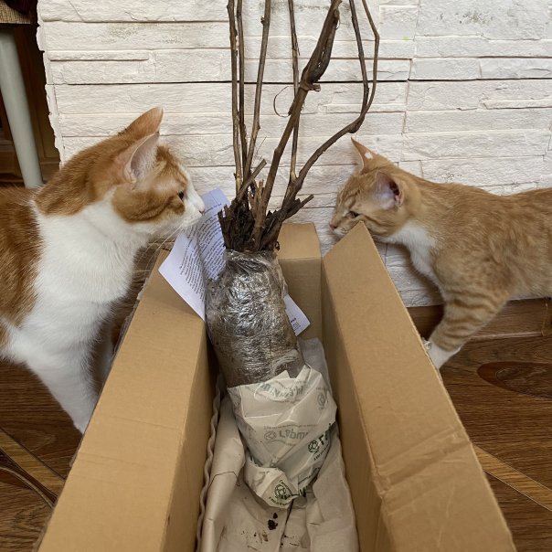 превью изображения отзыва