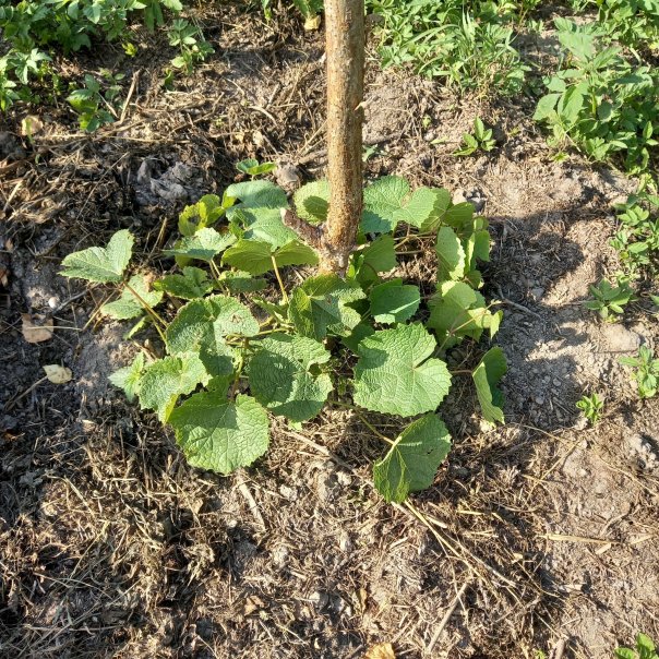 превью изображения отзыва