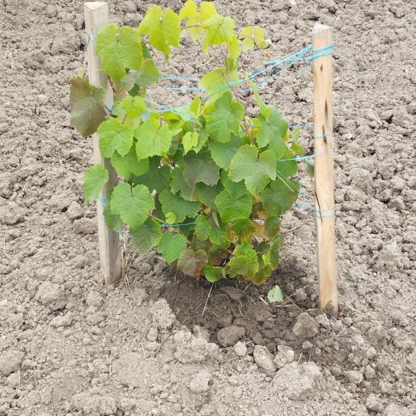 превью изображения отзыва