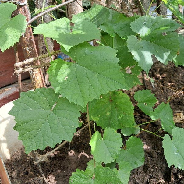 превью изображения отзыва