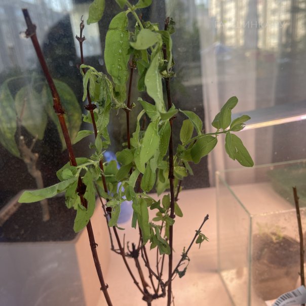 превью изображения отзыва