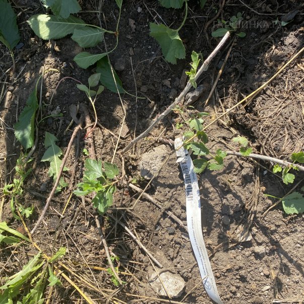 превью изображения отзыва