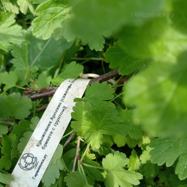 превью изображения отзыва