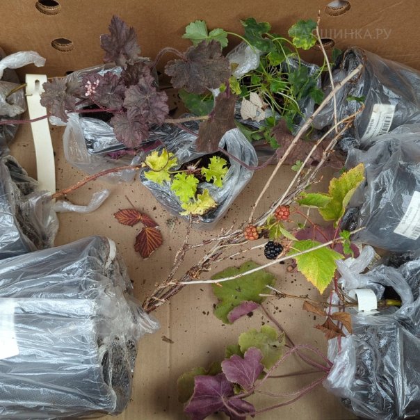 превью изображения отзыва