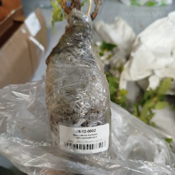 превью изображения отзыва