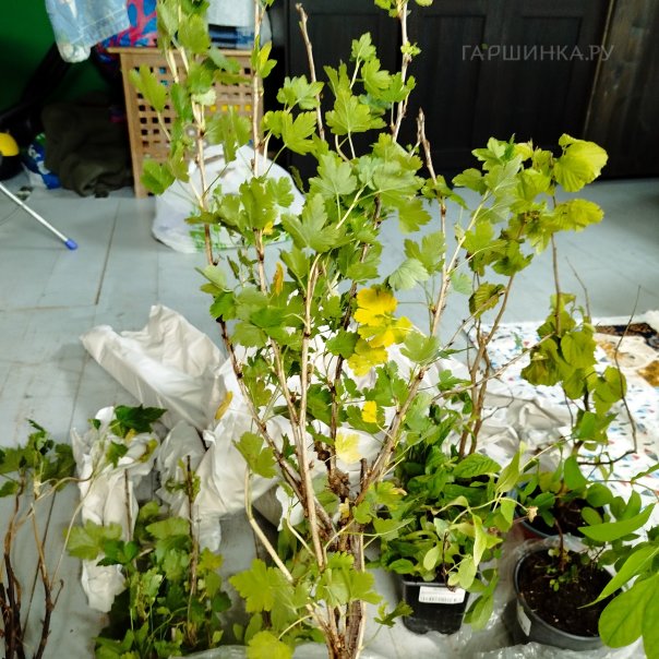 превью изображения отзыва