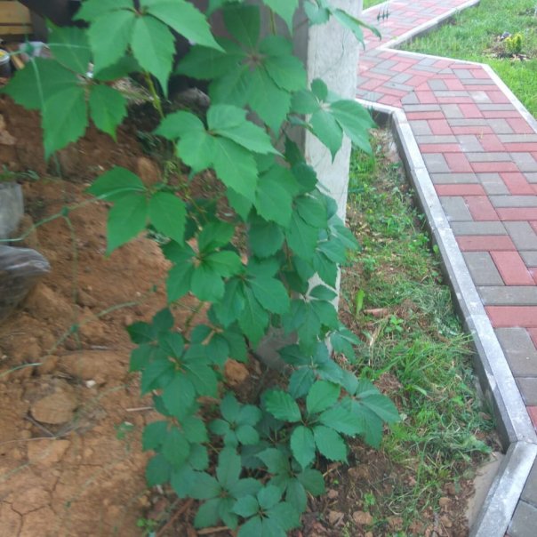 превью изображения отзыва