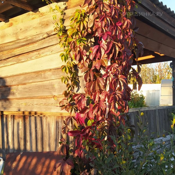 превью изображения отзыва