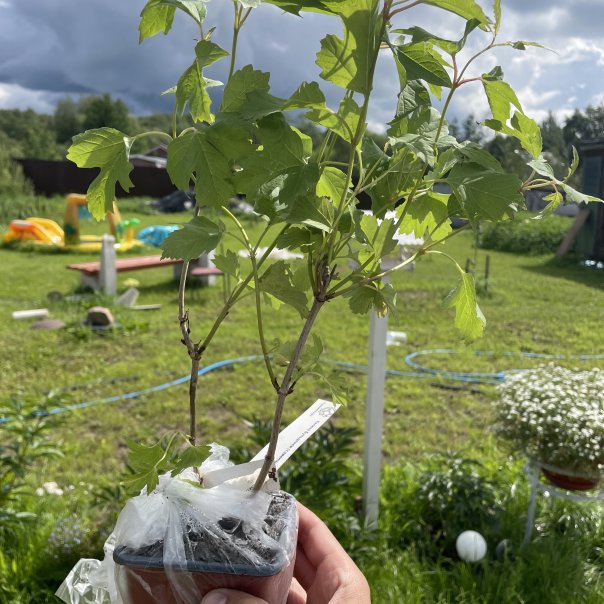 превью изображения отзыва